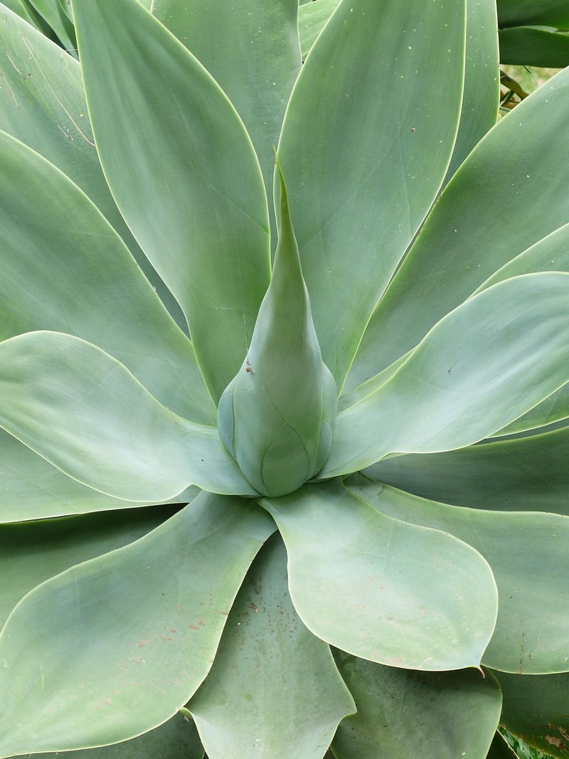 Aloe Vera Plant