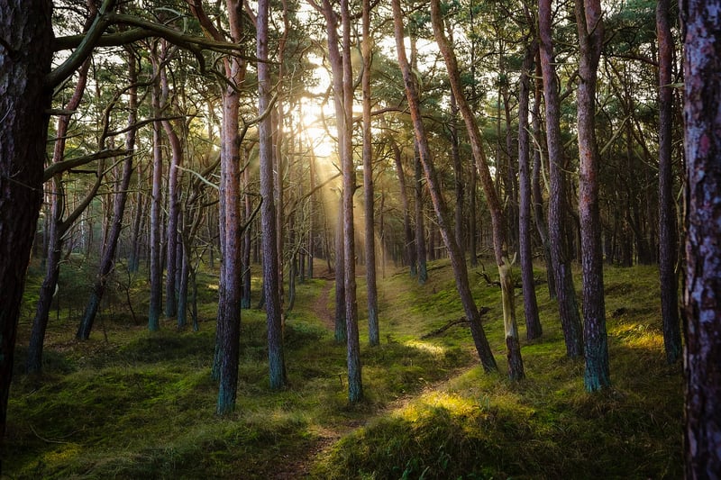 Magical Forest